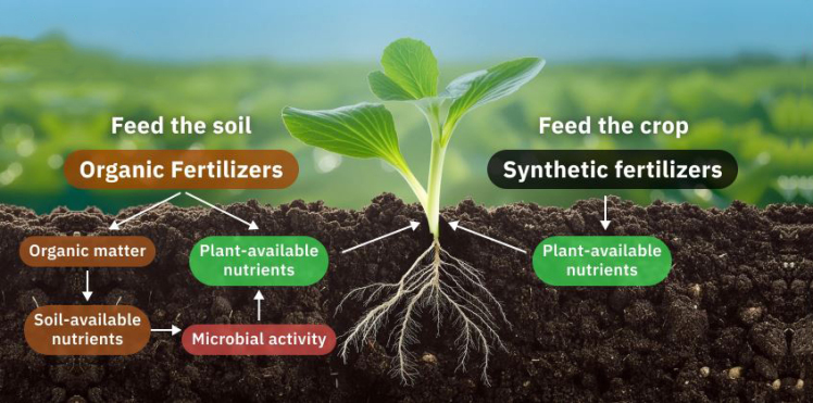 Differences Between Organic Fertilizers and Chemical Fertilizers